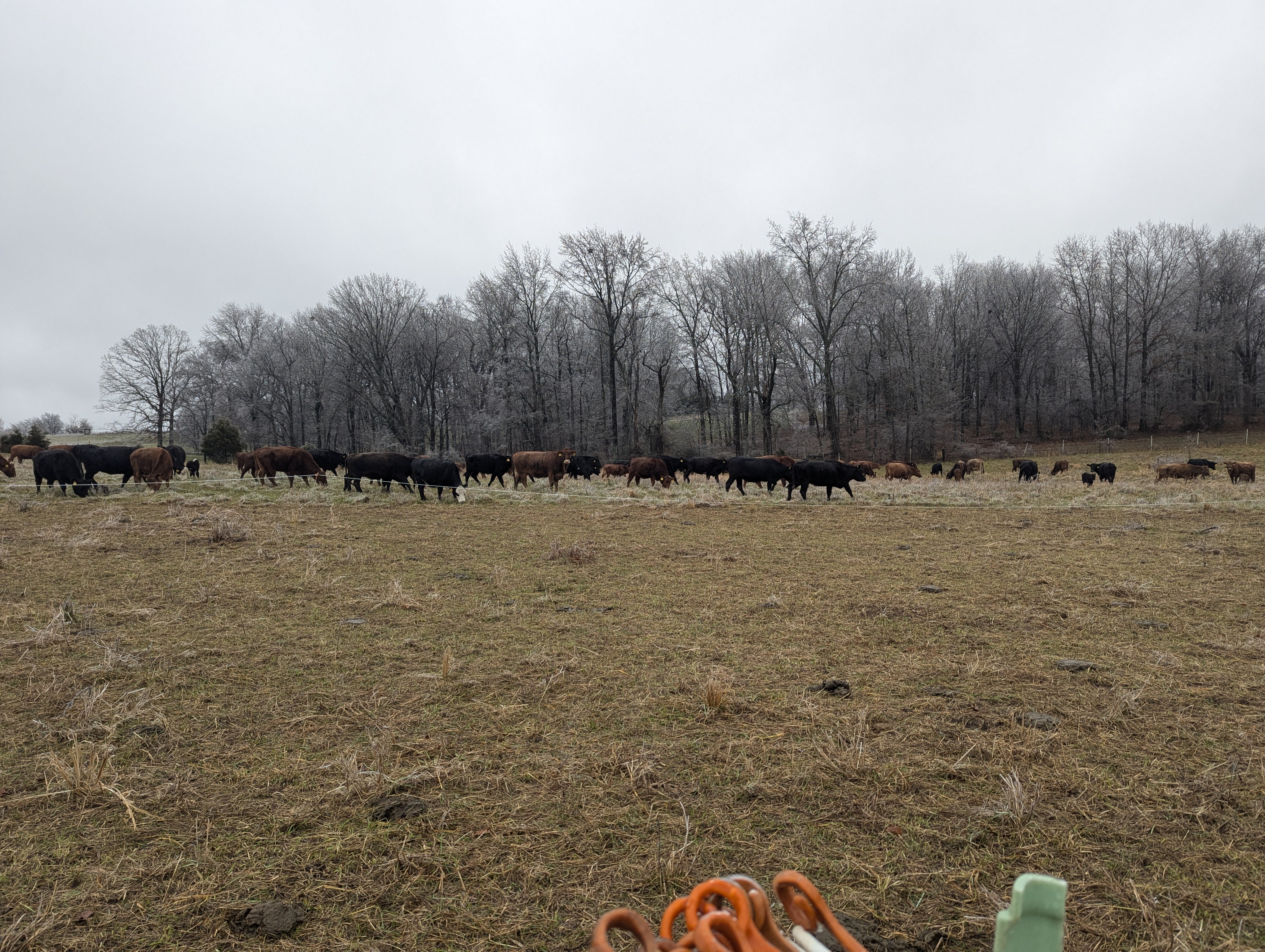 Black cow herd