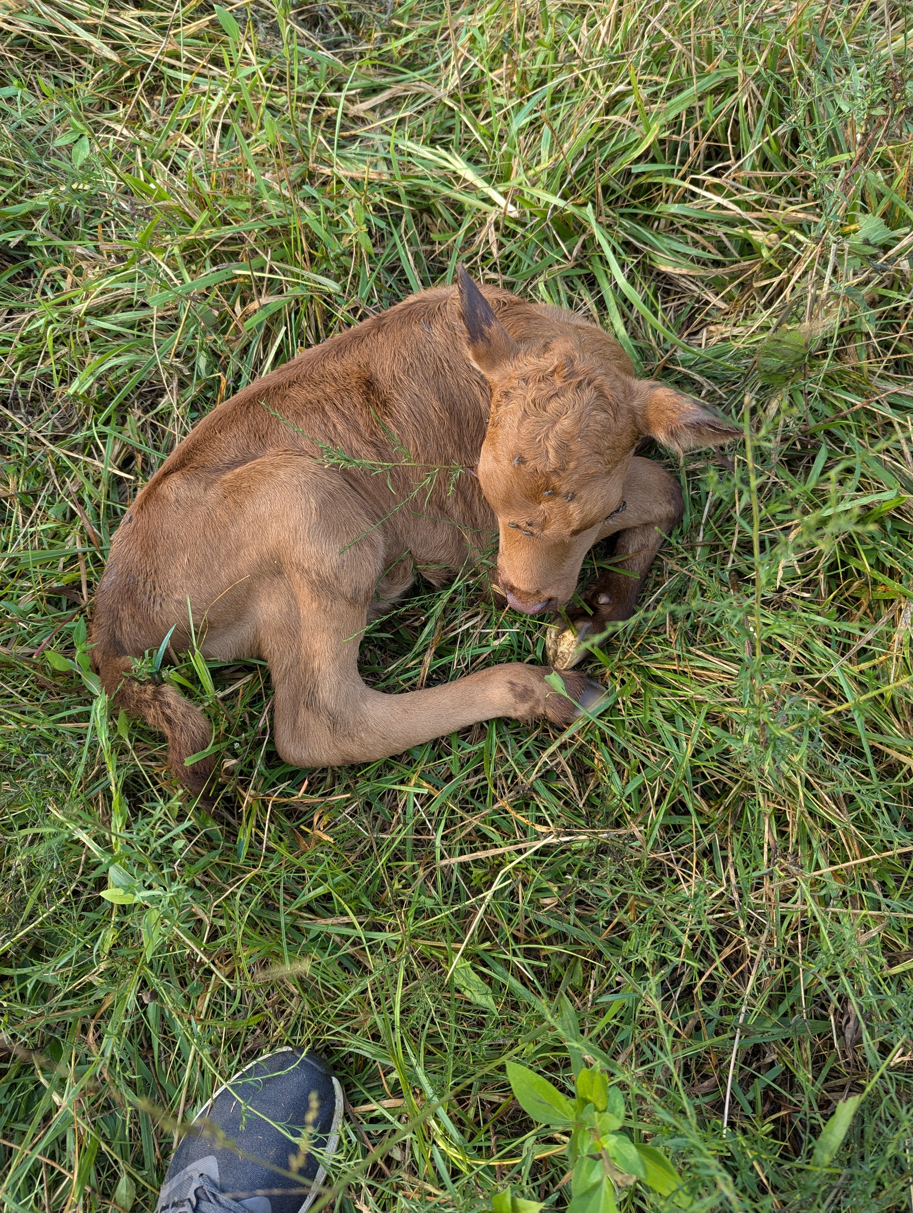 Calf laying down