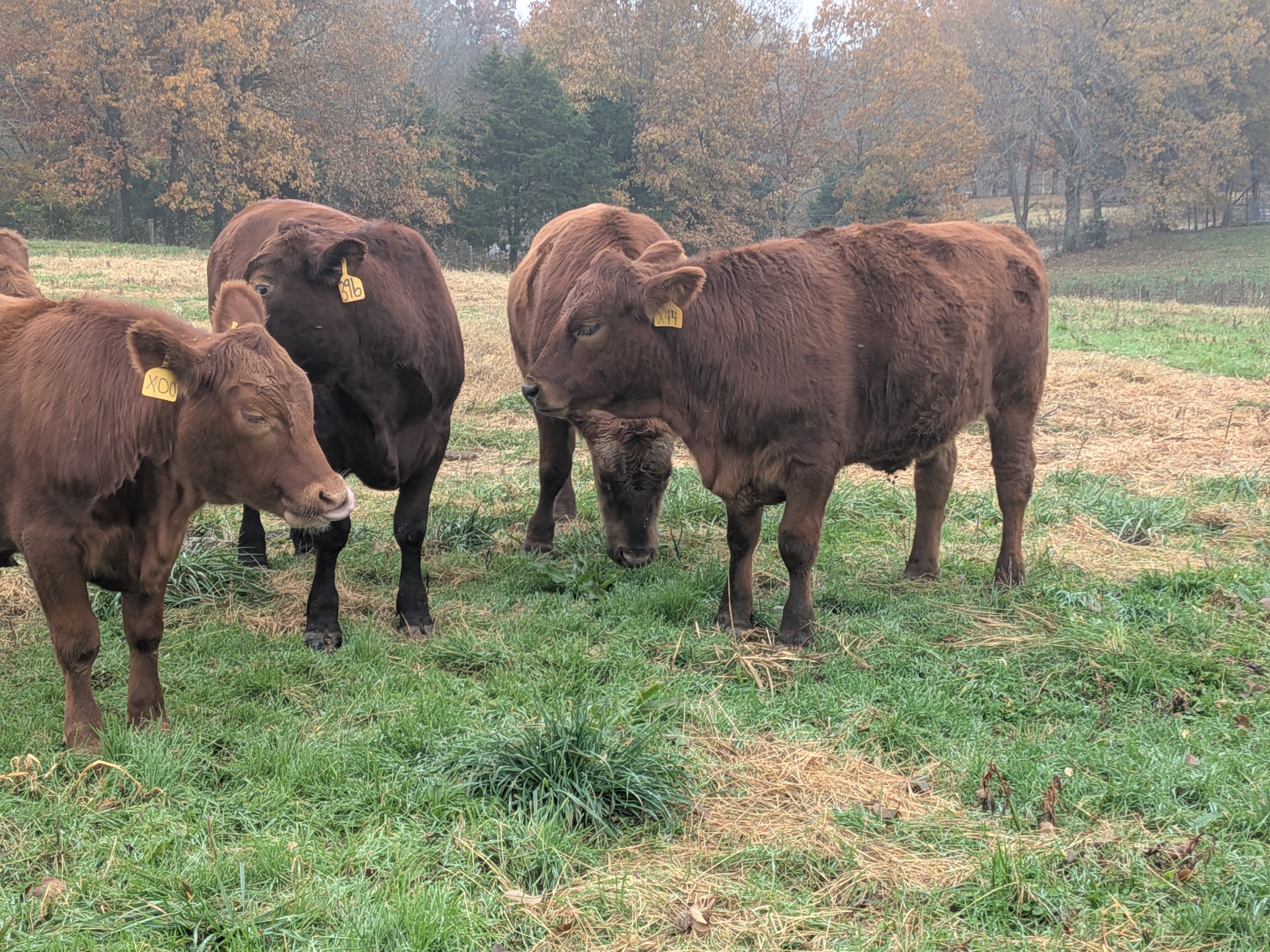 Cows in a circle