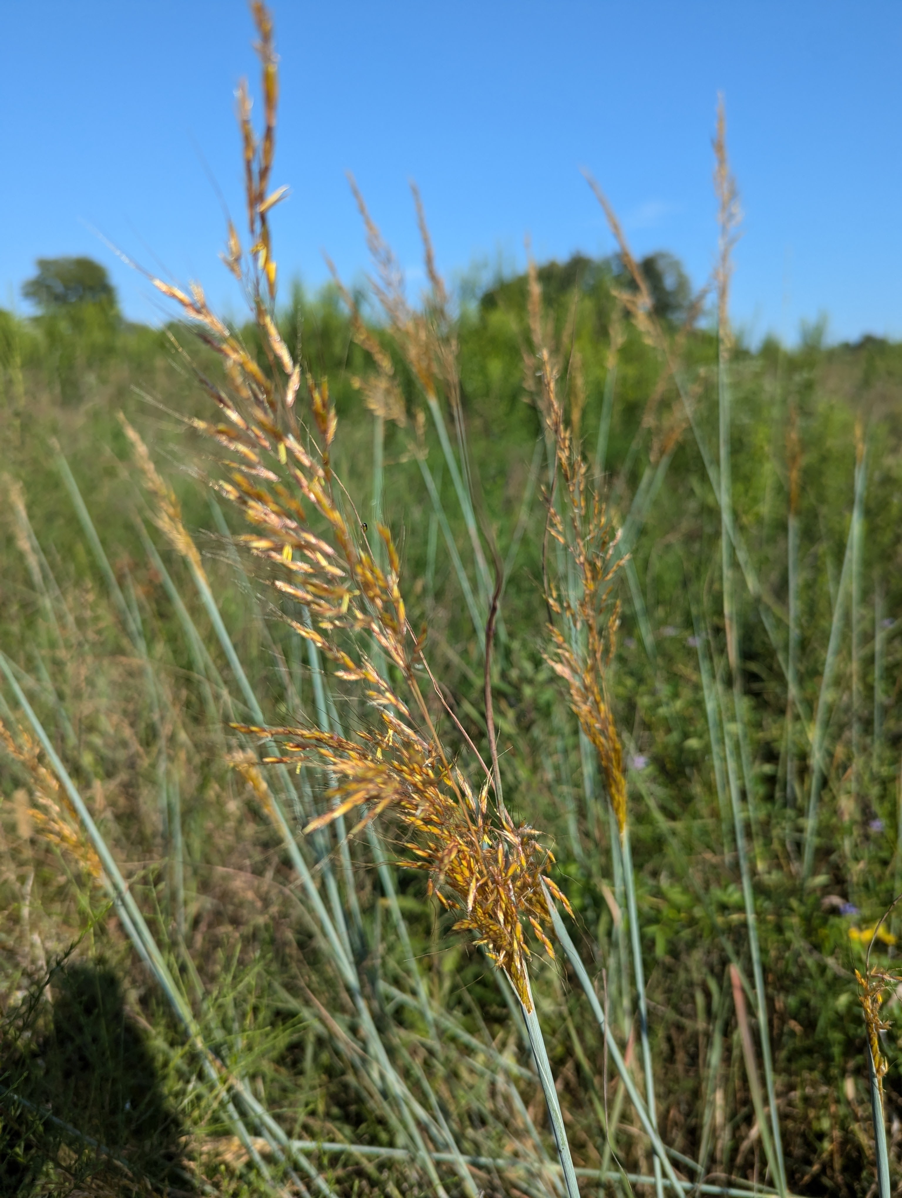 Pasture grass
