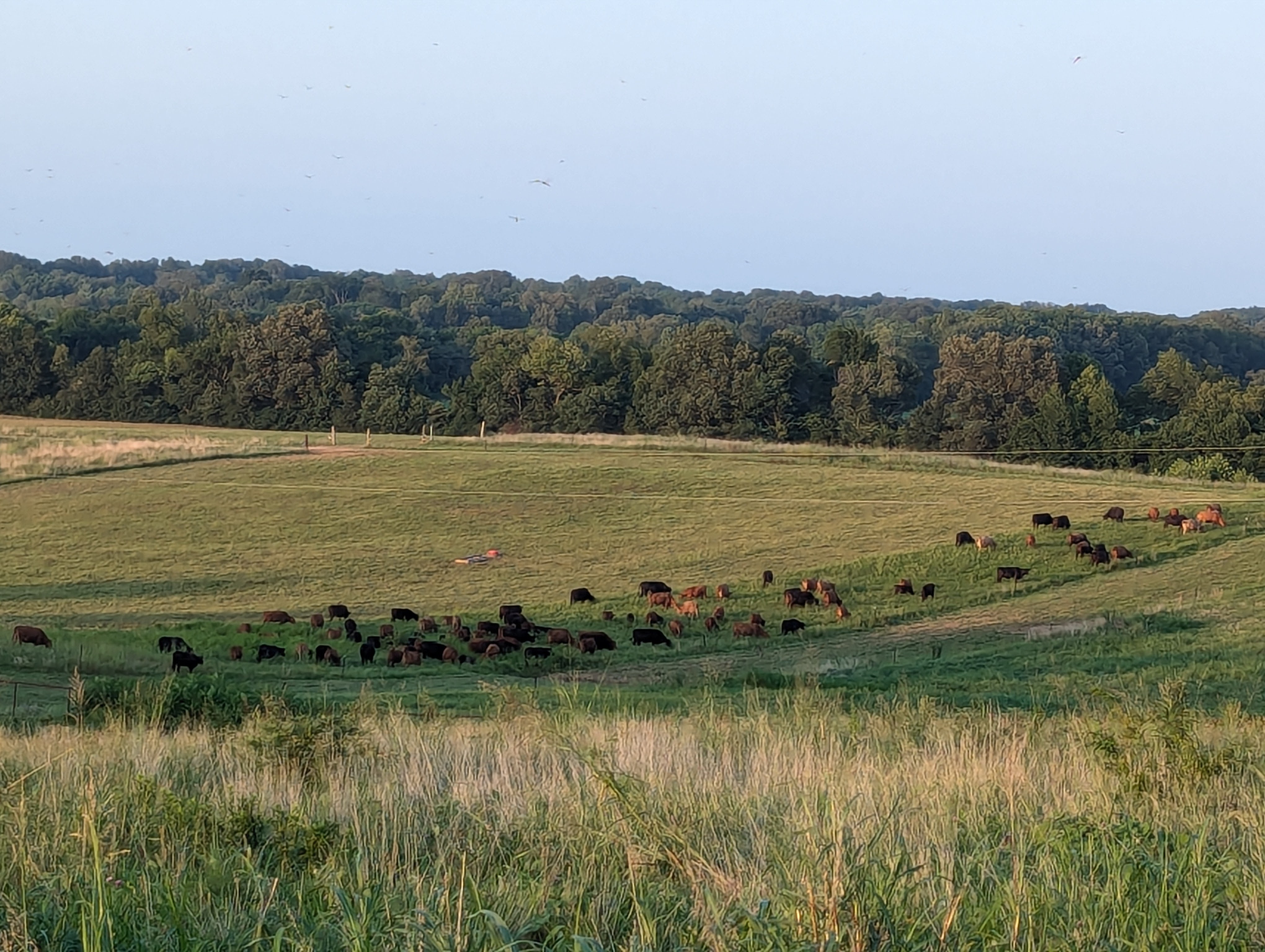 Cattle herd