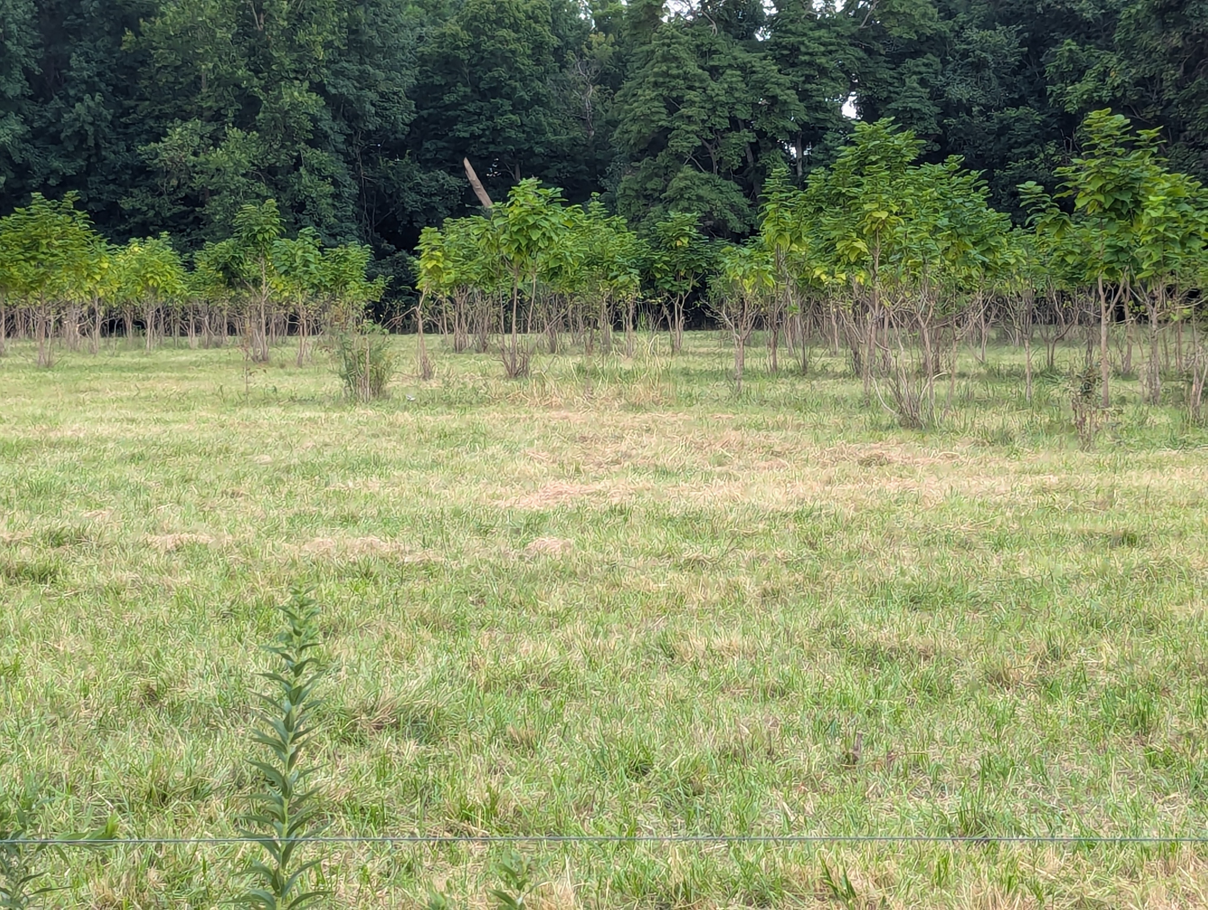 Ranch trees