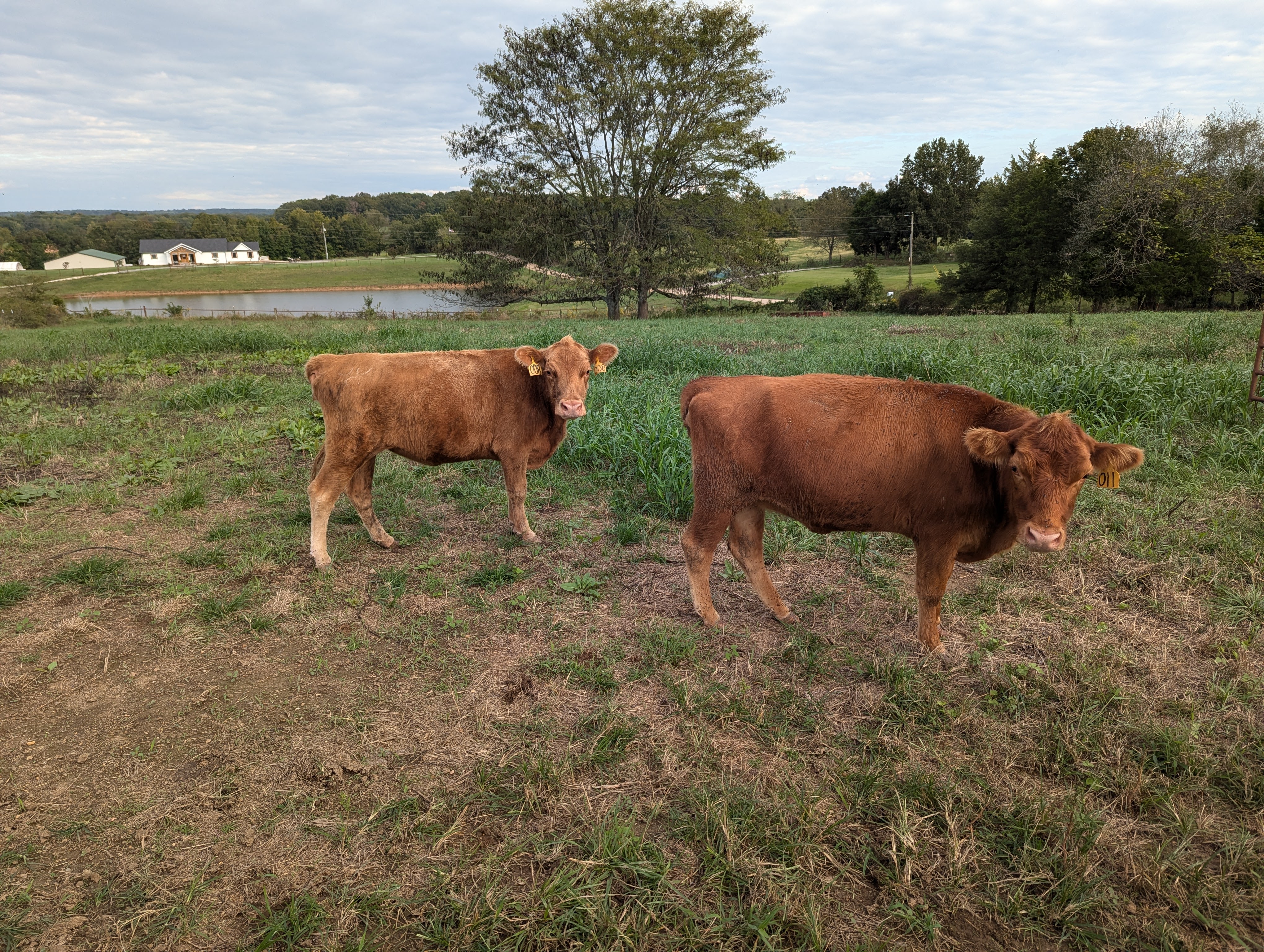 Two cows